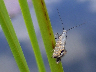 Glyphipterix thrasonella - Kenneth Noble